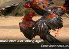 Arti Istilah Dalam Judi Sabung Ayam