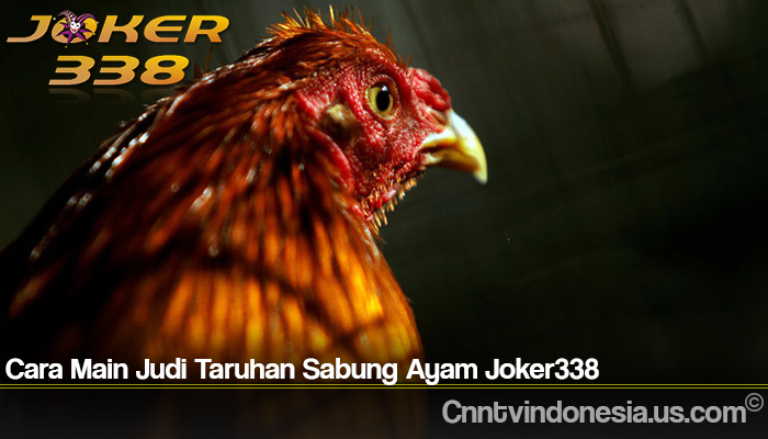 Cara Main Judi Taruhan Sabung Ayam Joker338